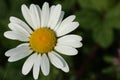 Oxeye daisy