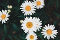 Oxeye daisy, Leucanthemum vulgare white yellow flowers in summer, dark and moody Royalty Free Stock Photo