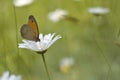 Oxeye Daisy, Leucanthemum vulgaris whit a butterfly