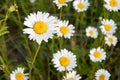 Oxeye Daisy in Ontario Canada in the Summer