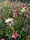 Oxeye daisy and other wild flowers blooming at the mountainous plateau