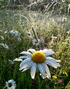 Oxeye daisy