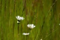 Oxeye daisy