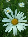 Oxeye daisy