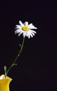 Oxeye Daisy In Vase