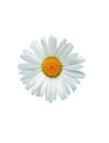 Oxeye Daisy In White Royalty Free Stock Photo