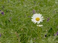 Oxeye daisyflower in a wild field