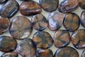 Chiastolite (Cross Stone) Tumbled Stones Royalty Free Stock Photo