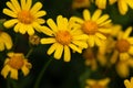 Oxford ragwort, Senecio squalidus