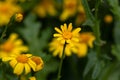 Oxford ragwort, Senecio squalidus