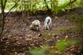 Oxford Sandy And Black Pigs Foraging In Woodland On Farm