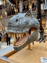 T. Rex reconstructed head model in Oxford University Natural History Museum