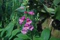 Oxgloves flower, herbaceous perennials  shrubs Royalty Free Stock Photo