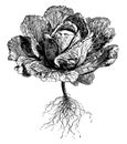 Oxheart Cabbage vintage illustration Royalty Free Stock Photo