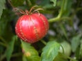 Oxheart Heirloom Tomato 2 Royalty Free Stock Photo