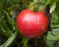 Oxheart Heirloom Tomato Royalty Free Stock Photo