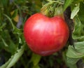 Oxheart Heirloom Tomato