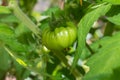 Unripe oxheart tomato in the garden Royalty Free Stock Photo