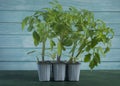 Oxheart tomato seedlings (Solanum lycopersicum) Royalty Free Stock Photo