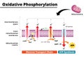 Oxidative phosphorylation process. Electron transport chain. Royalty Free Stock Photo