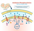 Oxidative phosphorylation vector illustration. Labeled metabolism scheme. Royalty Free Stock Photo