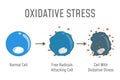 Oxidative Stress Diagram Royalty Free Stock Photo