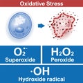 Cell oxidative stress factors, medical vector illustration