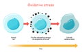 Oxidative Stress. Vector diagram Cell with free radicals