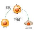 Oxidative stress. Vector diagram for your design, educational, science and medical use Royalty Free Stock Photo