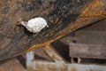 Oxidized white anode on a black and rusted iron ship hull