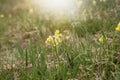 Oxlip flowers in bloom on the green meadow.Spring season. Royalty Free Stock Photo