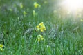 Oxlip flowers in bloom on the green meadow.Spring season. Royalty Free Stock Photo