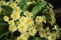 Oxlip Flowers - On FOrest FLoor Royalty Free Stock Photo