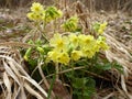 Oxlip flowers in spring on a meadow Royalty Free Stock Photo