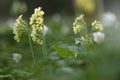Oxlip flowers in spring Royalty Free Stock Photo