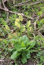 Oxlip flowers in woodland