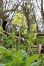 Oxlip flowers in woodland