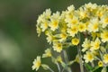 Oxlip primula elatior Royalty Free Stock Photo