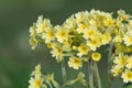 Oxlip primula elatior Royalty Free Stock Photo