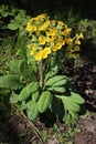 Oxlip, primula elatior, plant in bloom