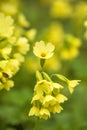 Oxlip, Primula elatior