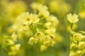 Oxlip, Primula elatior