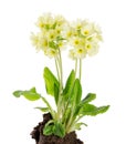 Oxlip, Primula Elatior on White Background