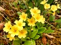 Oxlips - Primula elatior Royalty Free Stock Photo