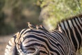 Oxpecker birds lined up on a zebra\'s back Royalty Free Stock Photo