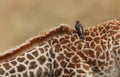 Oxpecker on Giraffe\'s Back on the Safari Royalty Free Stock Photo