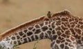 Oxpecker on Giraffe's Back on the Safari Royalty Free Stock Photo