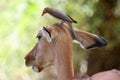 Oxpecker on Impala Royalty Free Stock Photo