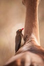 Oxpecker in Impalas neck