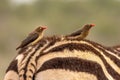 Oxpeckers catching a ride on zebra in Kruger National Park in South Africa Royalty Free Stock Photo